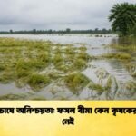 বোরো চাষে অনিশ্চয়তা ফসল বীমা কেন কৃষকের আস্থা নেই